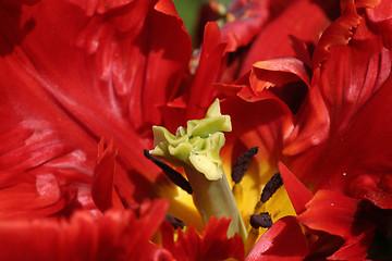 Image showing Parrot tulip