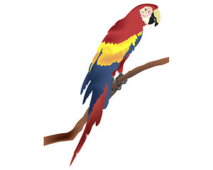 Image showing parrot