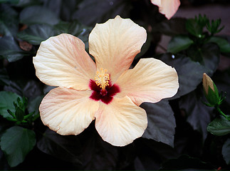 Image showing orange flower