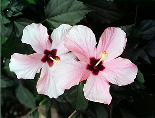 Image showing rose flowers