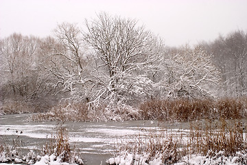 Image showing Winter