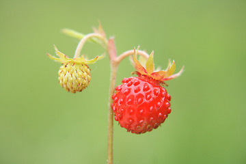 Image showing strawberry