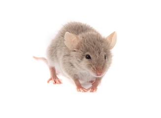 Image showing mouse