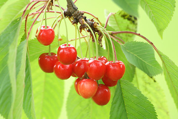 Image showing cherries