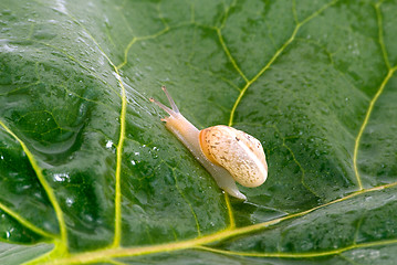 Image showing Snail