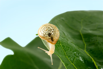 Image showing Snail