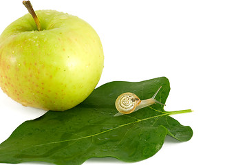 Image showing Snail and apple