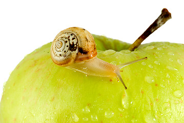 Image showing Snail and apple