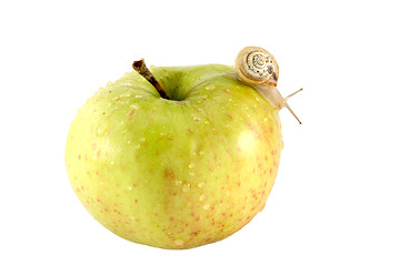 Image showing Snail and apple