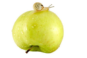 Image showing Snail and apple