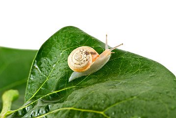 Image showing Snail