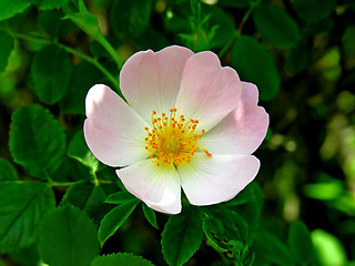 Image showing Flower of a dog-rose