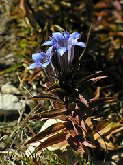 Image showing Gentian