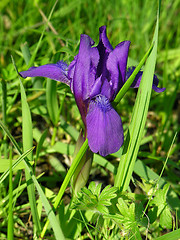 Image showing Iris flower