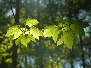 Image showing Leafs of a maple