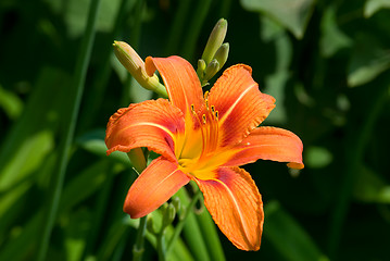 Image showing Lily