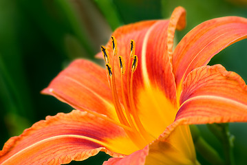 Image showing Lily