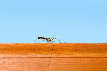 Image showing Mosquito