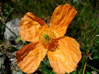 Image showing The Alpine poppy