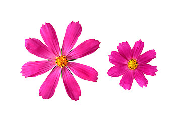 Image showing Two pink flowers