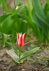 Image showing Flower