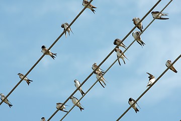 Image showing Birds