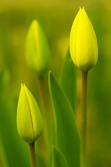 Image showing Tulips