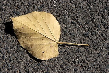 Image showing Leaf