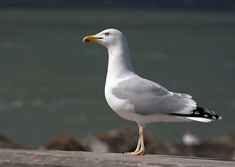 Image showing Seagull