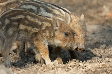Image showing Boars