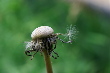 Image showing Dandelion