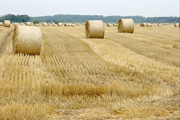 Image showing Agriculture