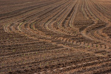 Image showing Soil