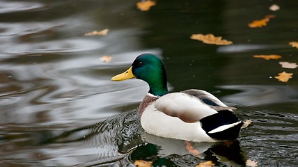 Image showing Duck