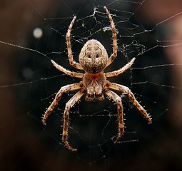 Image showing Spider