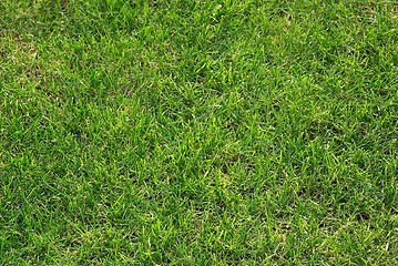 Image showing Grass