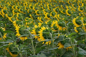 Image showing Sunflowers