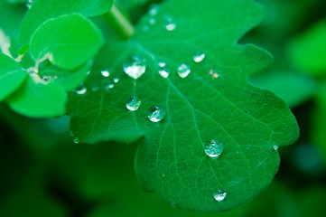 Image showing Leaves