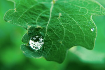 Image showing Raindrop