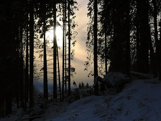 Image showing Silhouettes of Trees