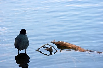 Image showing Bird