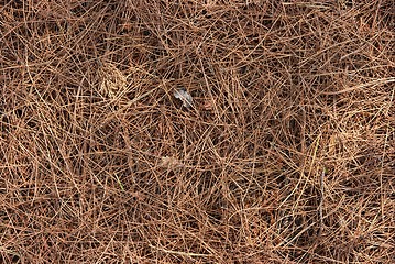 Image showing Pine Leaves