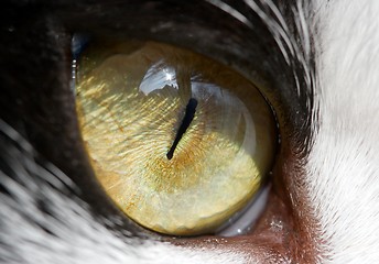 Image showing Cat Eye