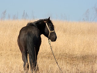 Image showing Horse