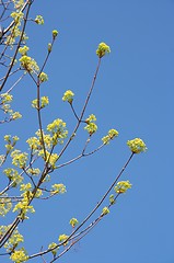 Image showing Spring flowers