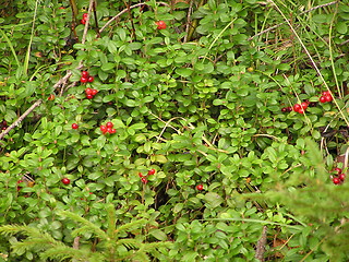 Image showing Red berries