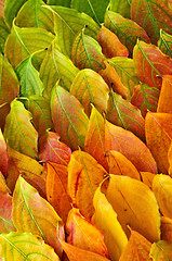 Image showing Autumn leaves background