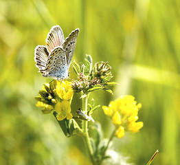 Image showing butterfly