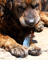 Image showing Dog Eating Fish