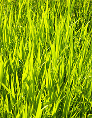 Image showing green grass